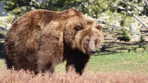 新晋奥运乒乓球冠军即将登场WTT赛事